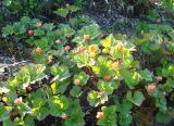 Rubus chamaemorus