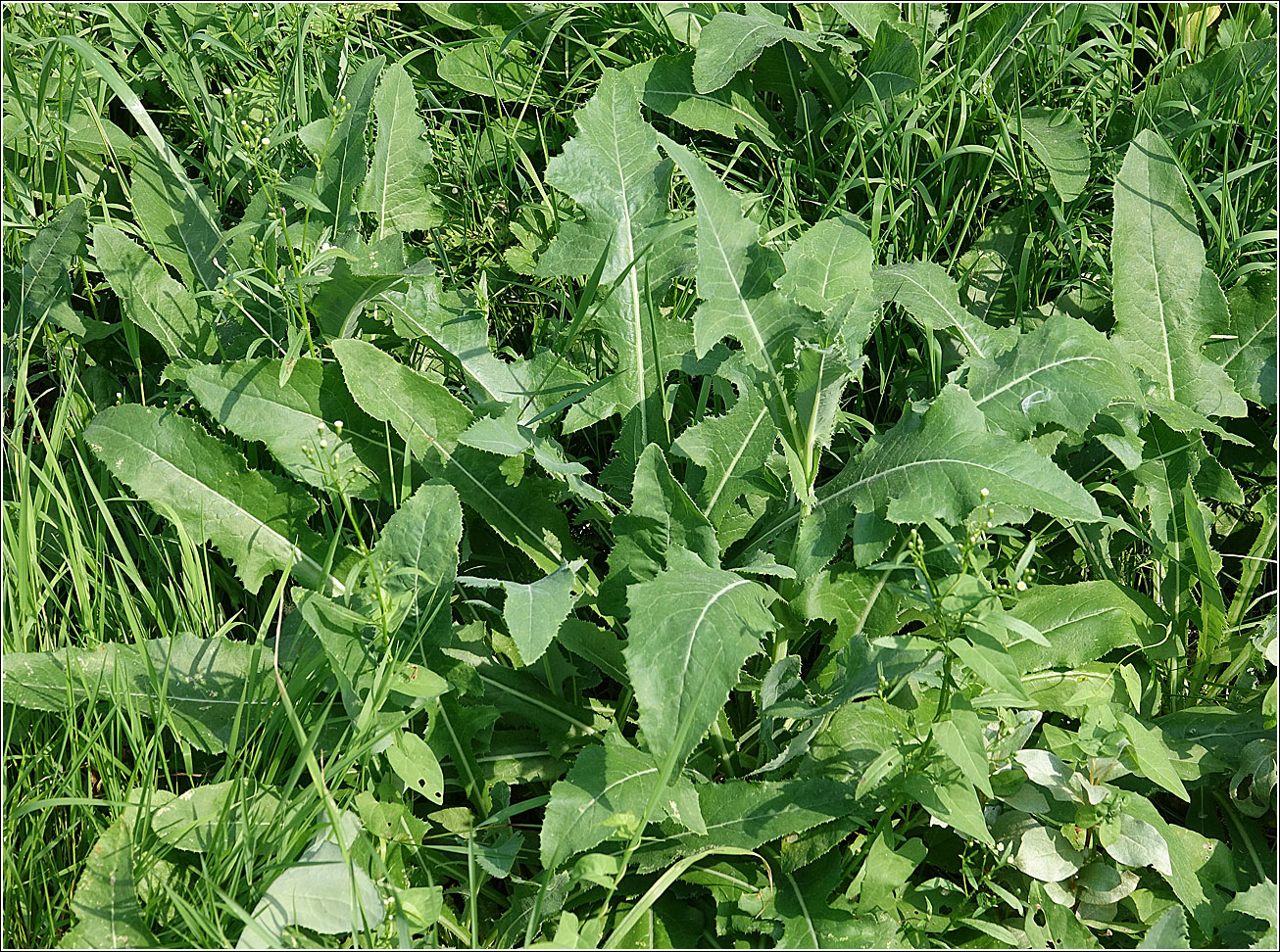 Image of Sonchus arvensis specimen.