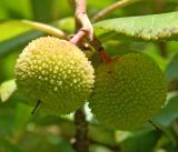 Смотреть изображение Arbutus unedo