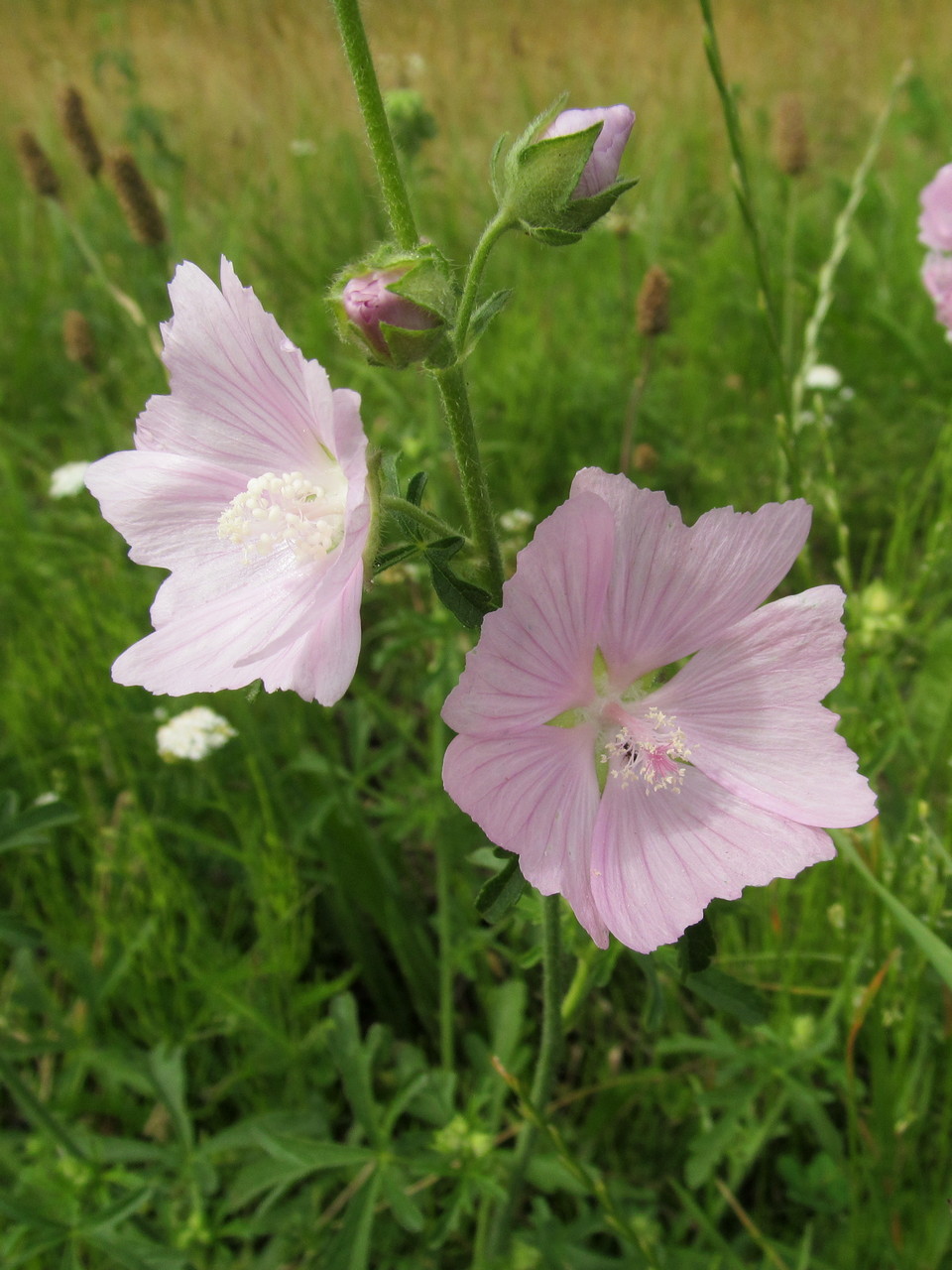 Image of Malva excisa specimen.