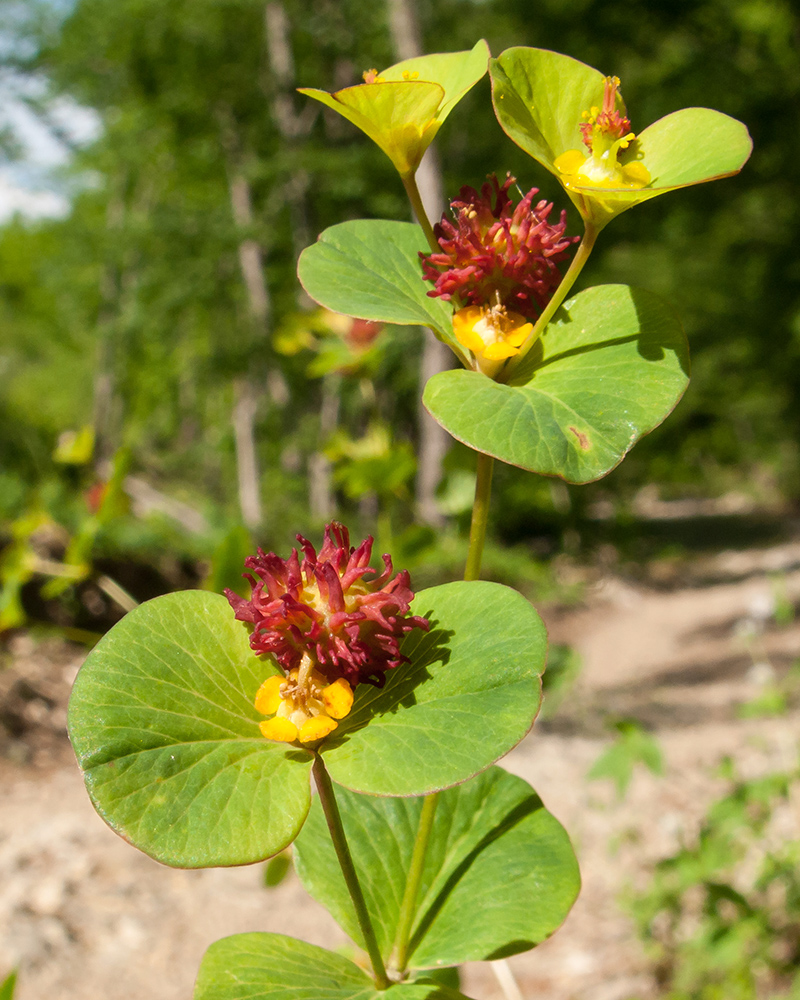 Image of Euphorbia squamosa specimen.