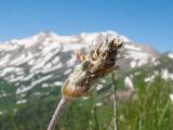 Plantago atrata. Верхушка побега с соплодием. Адыгея, Кавказский биосферный заповедник, хр. Каменное Море, юго-восточный склон горы Нагой-Кош, ≈ 2050 м н.у.м., задернованные скалы. 13.06.2016.