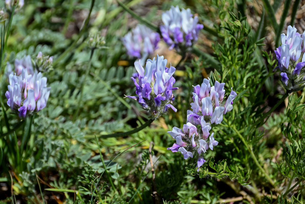 Image of genus Astragalus specimen.