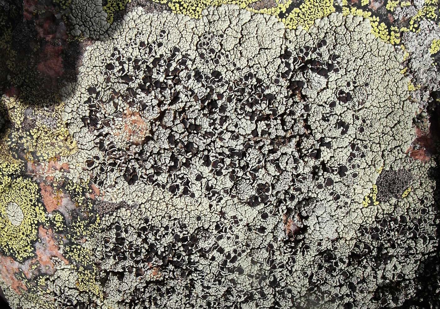 Изображение особи Lecanora argopholis.