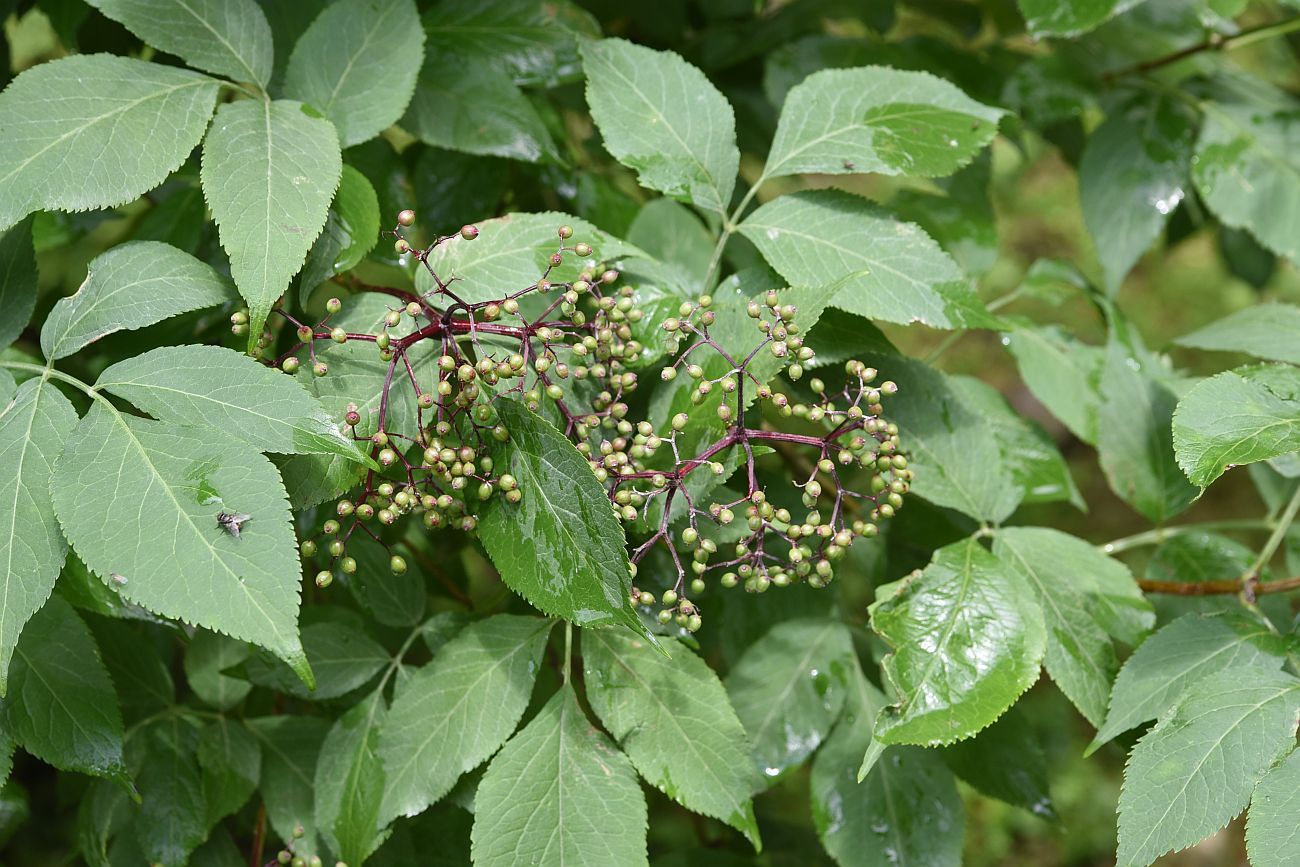 Изображение особи Sambucus nigra.