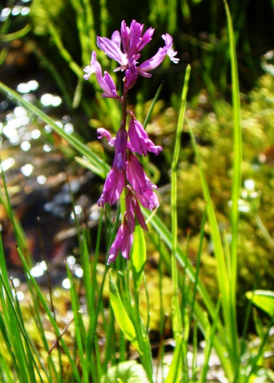 Изображение особи род Polygala.