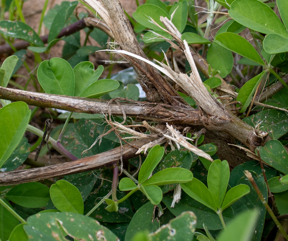 Image of Crotalaria pallida specimen.