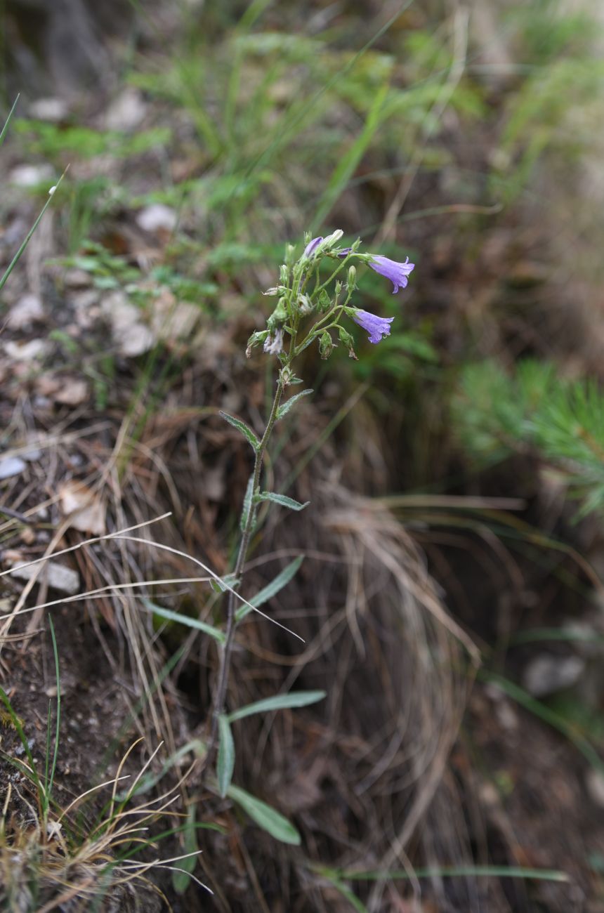 Изображение особи Campanula sibirica.