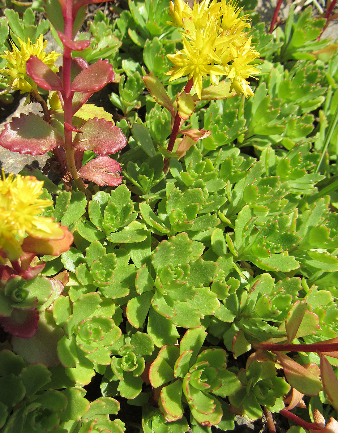 Image of familia Crassulaceae specimen.