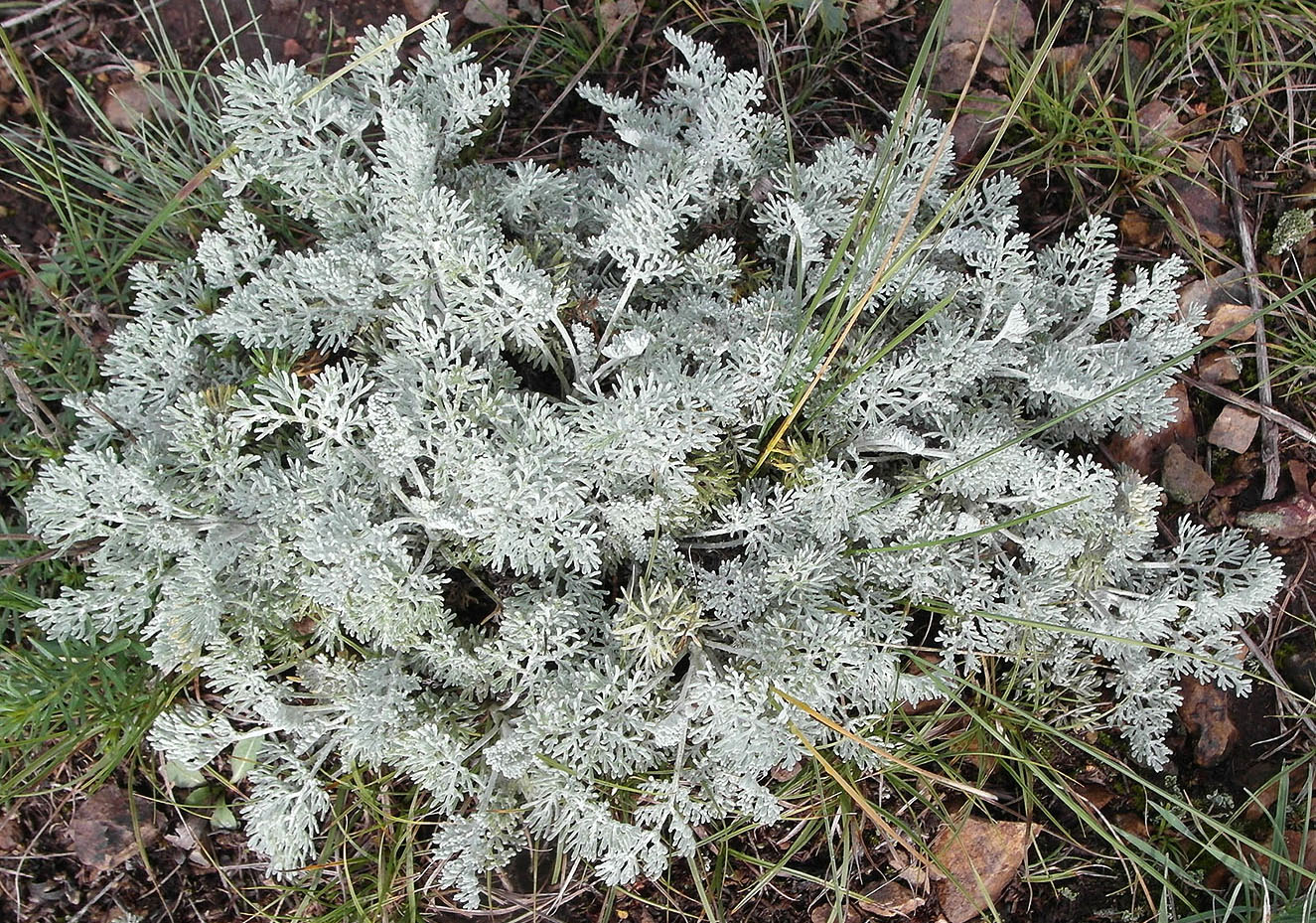 Изображение особи Artemisia schrenkiana.