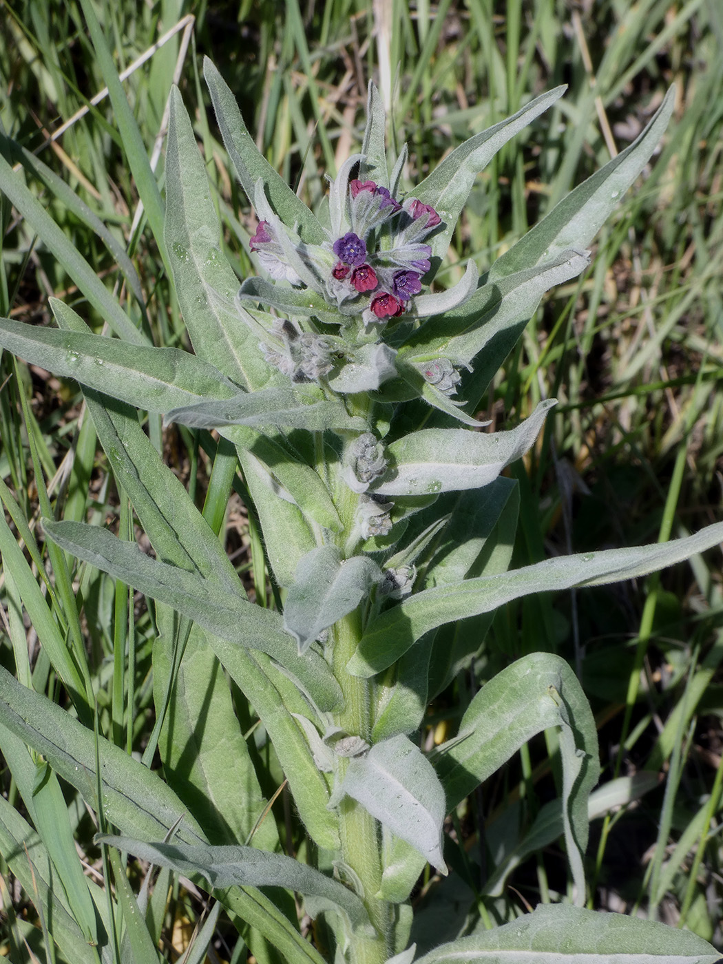 Изображение особи Cynoglossum officinale.