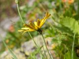 Tragopogon reticulatus. Верхушка побега с соцветием. Карачаево-Черкесия, Урупский р-н, хр. Загедан, склон горы Загедан Скала, ≈ 2500 м н.у.м., альпийский луг, скалы. 10.08.2023.