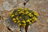 Draba bryoides