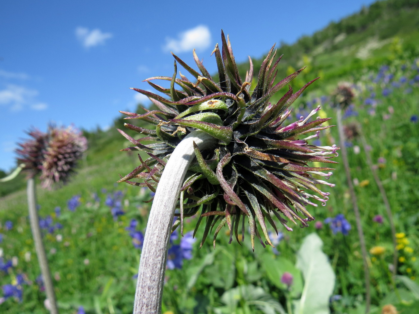 Изображение особи Saussurea frolowii.