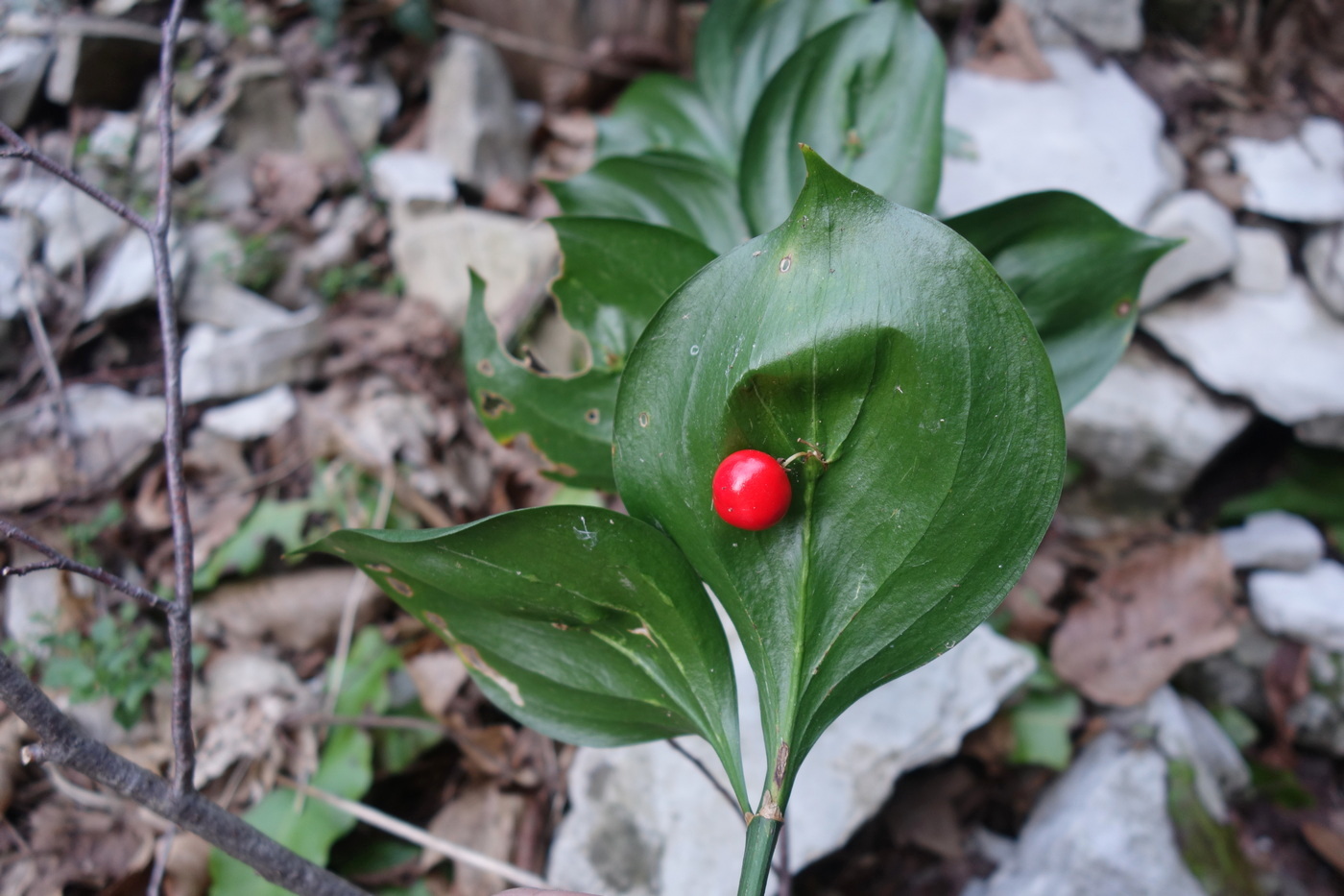 Image of Ruscus colchicus specimen.