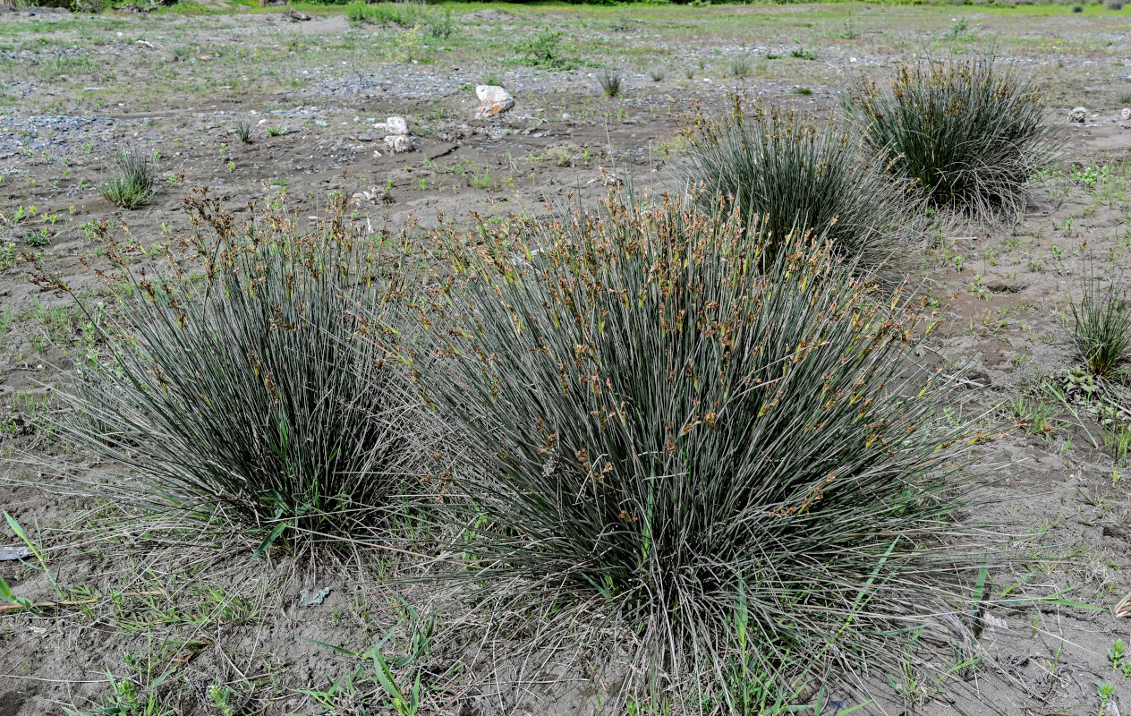 Image of Juncus acutus specimen.