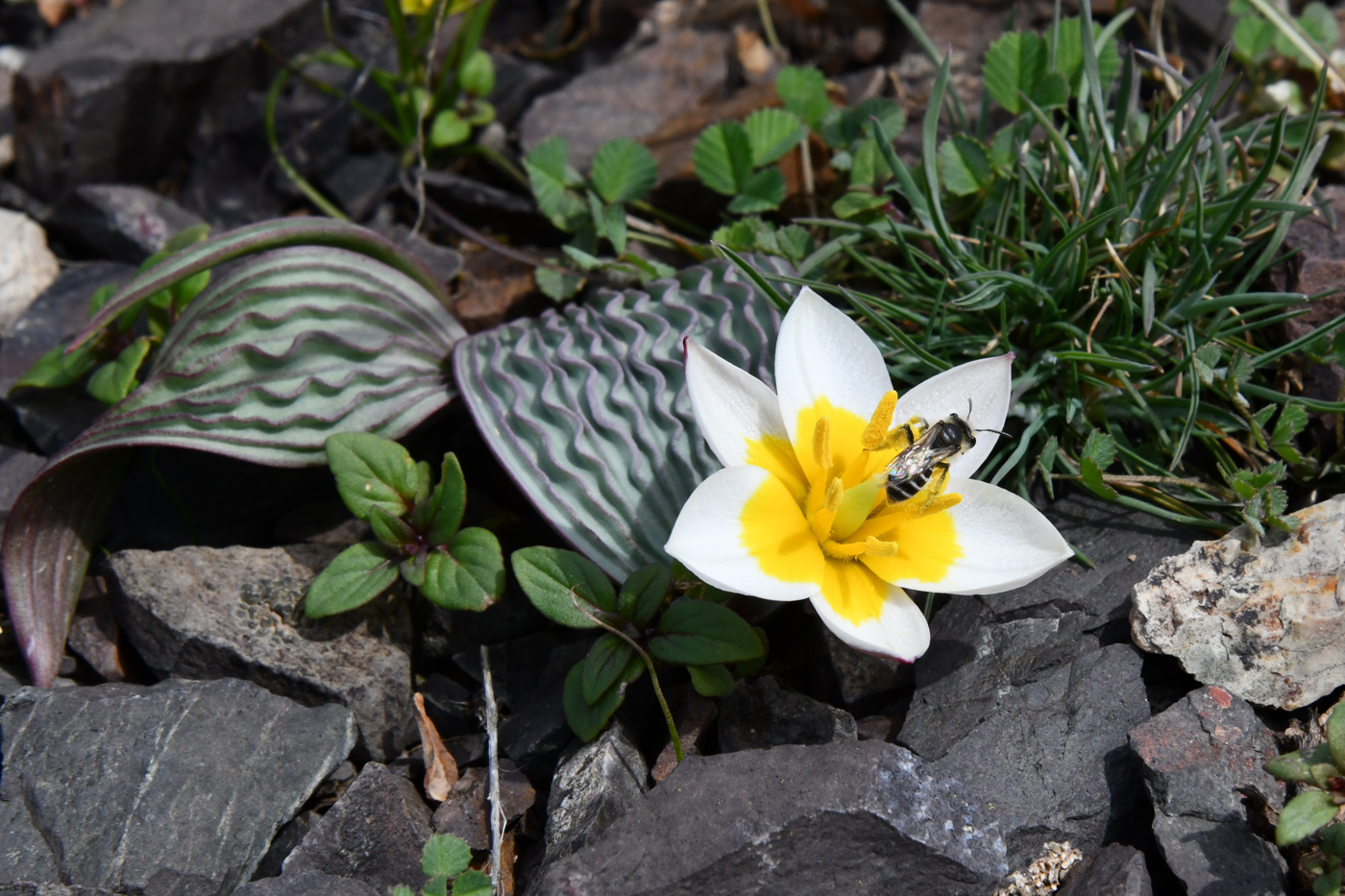 Изображение особи Tulipa regelii.