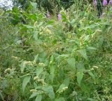 Persicaria scabra