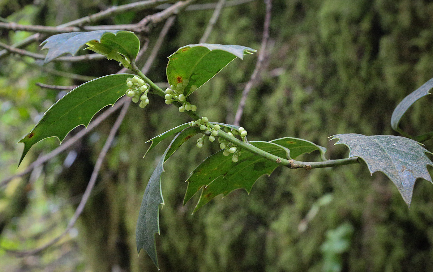 Image of Ilex colchica specimen.