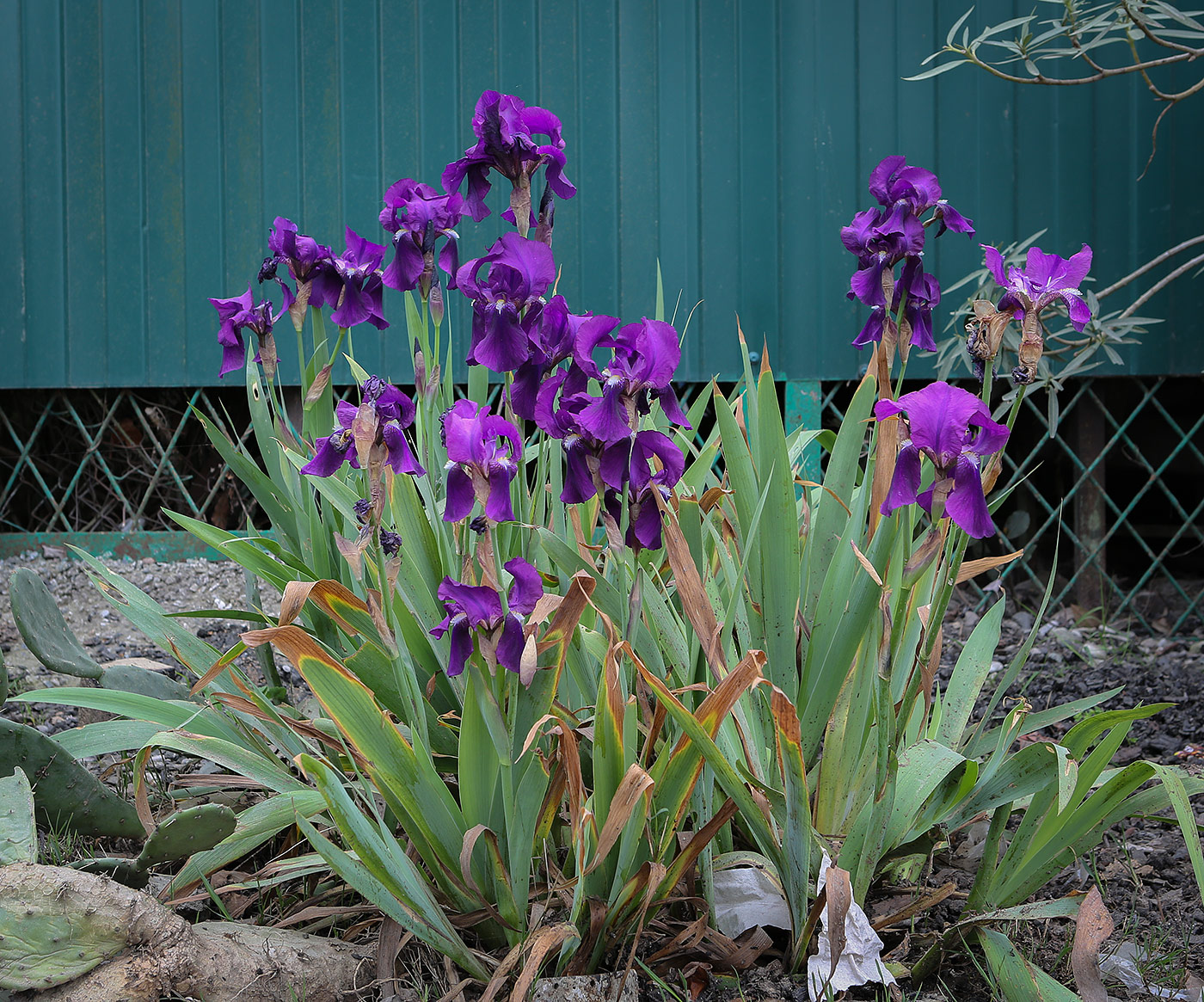 Image of Iris germanica specimen.