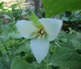 Trillium erectum. Цветок (белоцветковая форма). Московская обл., Щёлковский р-н, в культуре. 23.05.2024.