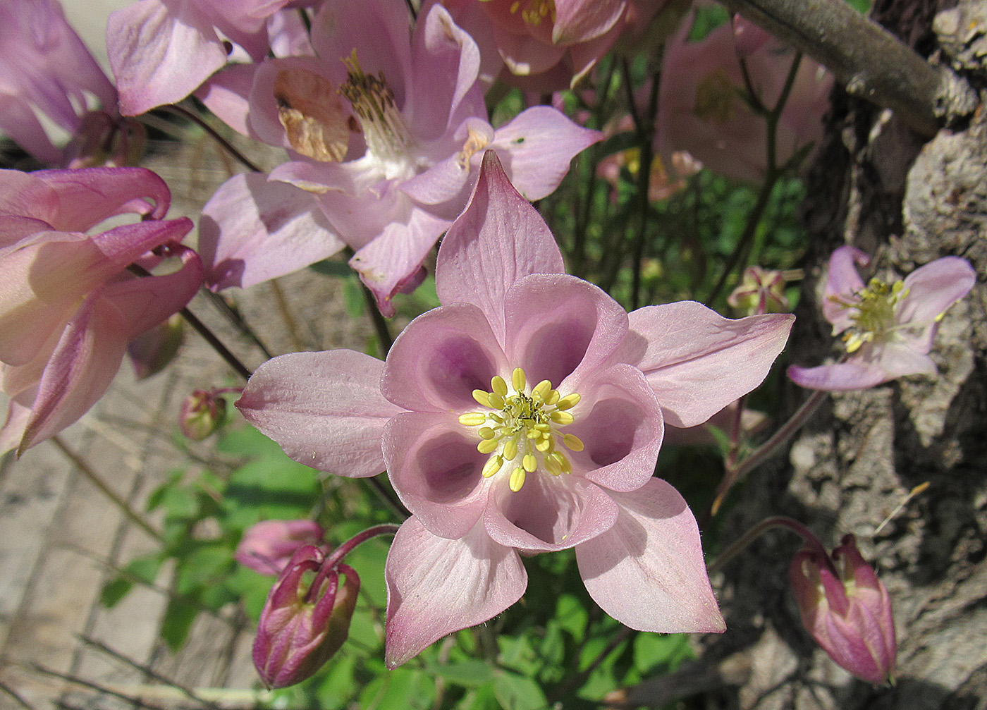 Image of Aquilegia vulgaris specimen.