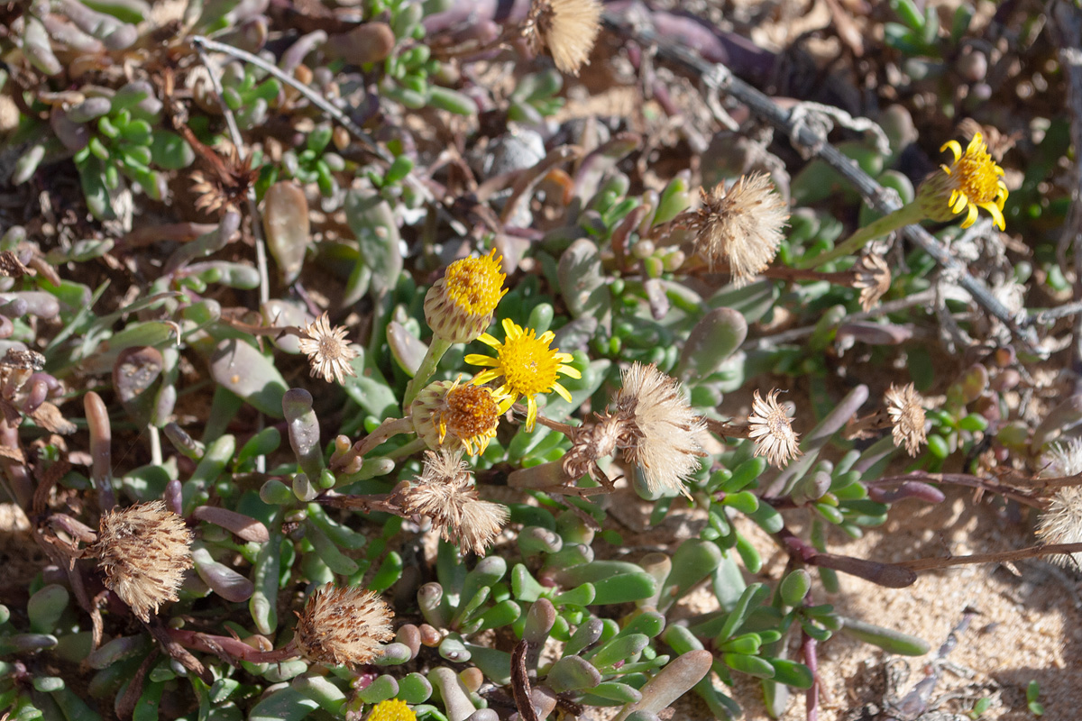 Изображение особи Limbarda crithmoides.