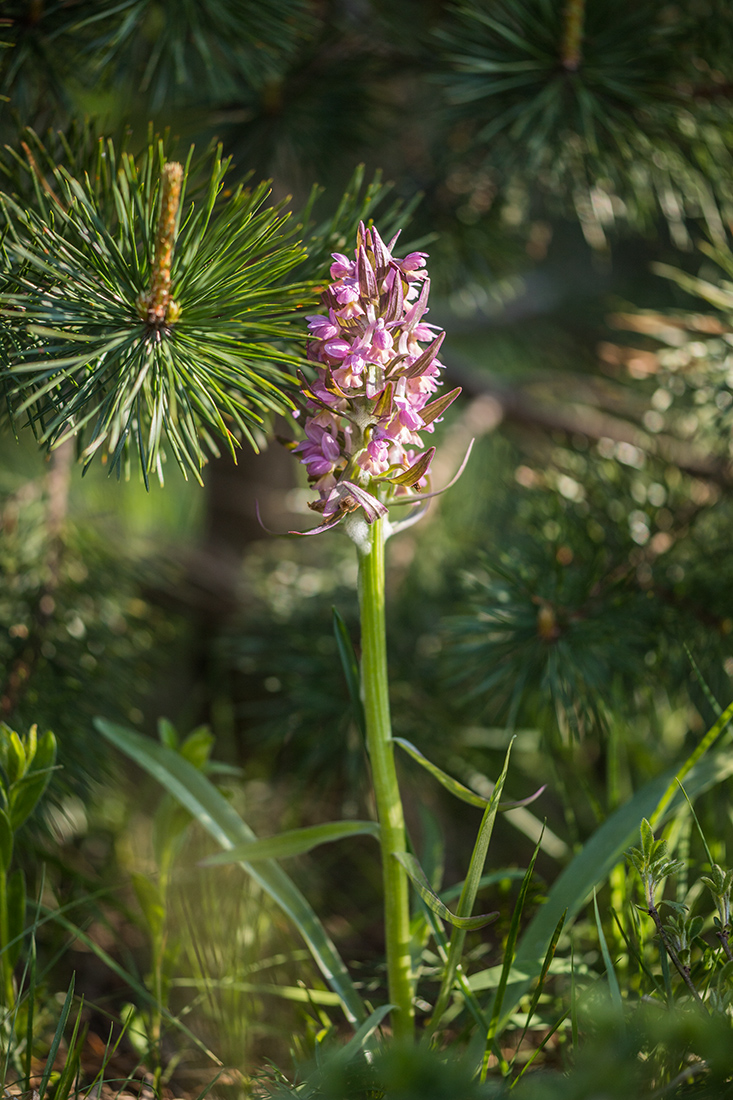 Изображение особи Dactylorhiza romana ssp. georgica.