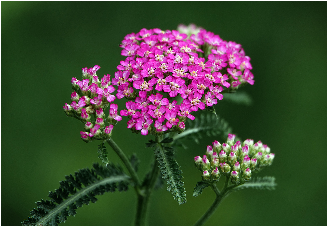 Изображение особи Achillea millefolium.