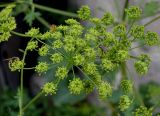 Heracleum sibiricum