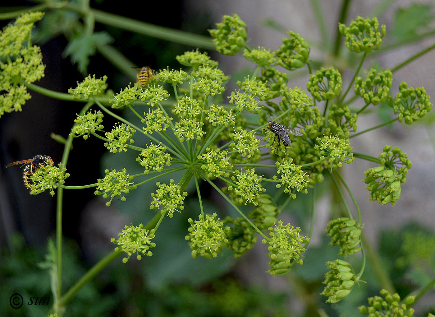 Изображение особи Heracleum sibiricum.