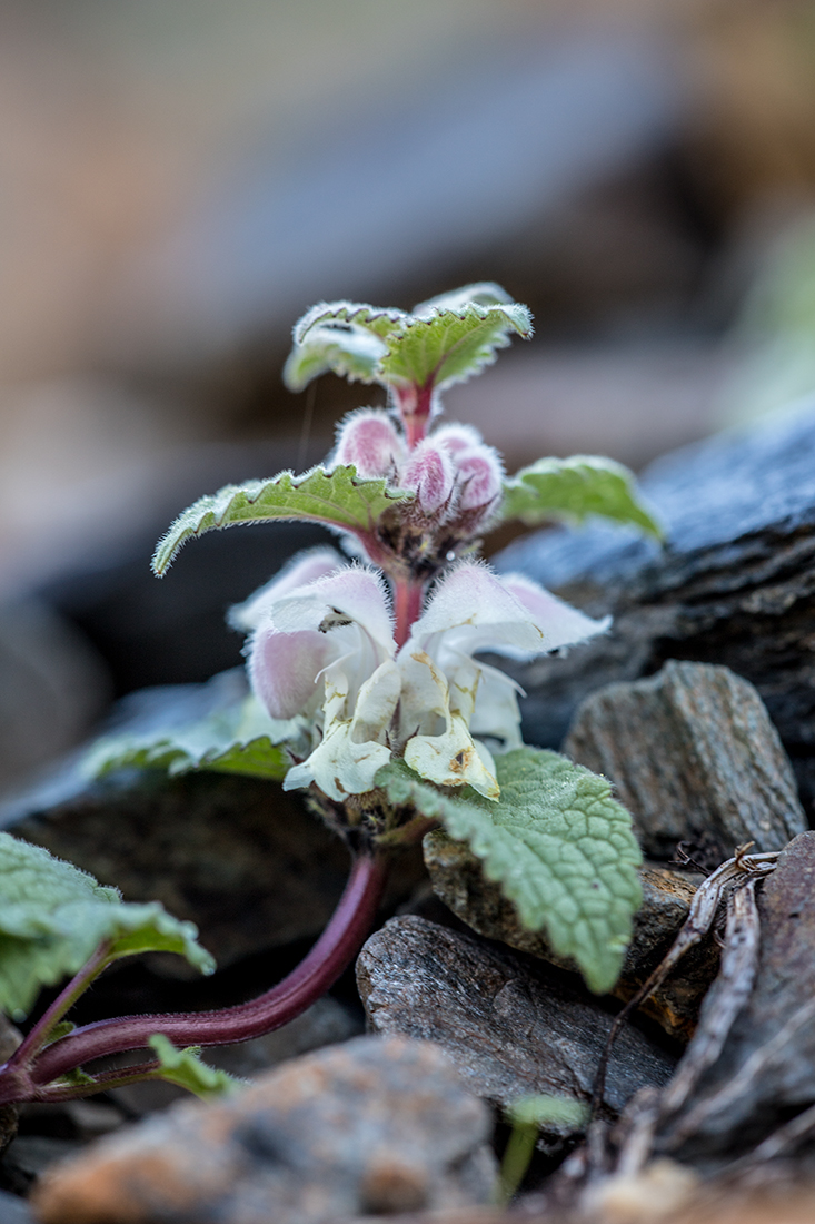 Image of Lamium tomentosum specimen.