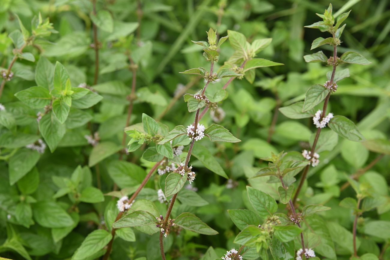 Image of Mentha arvensis specimen.