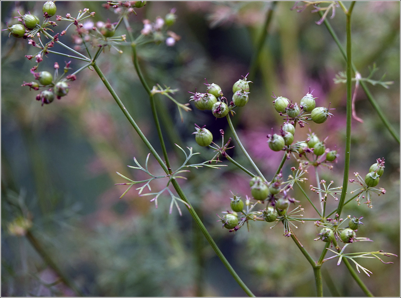 Изображение особи Coriandrum sativum.