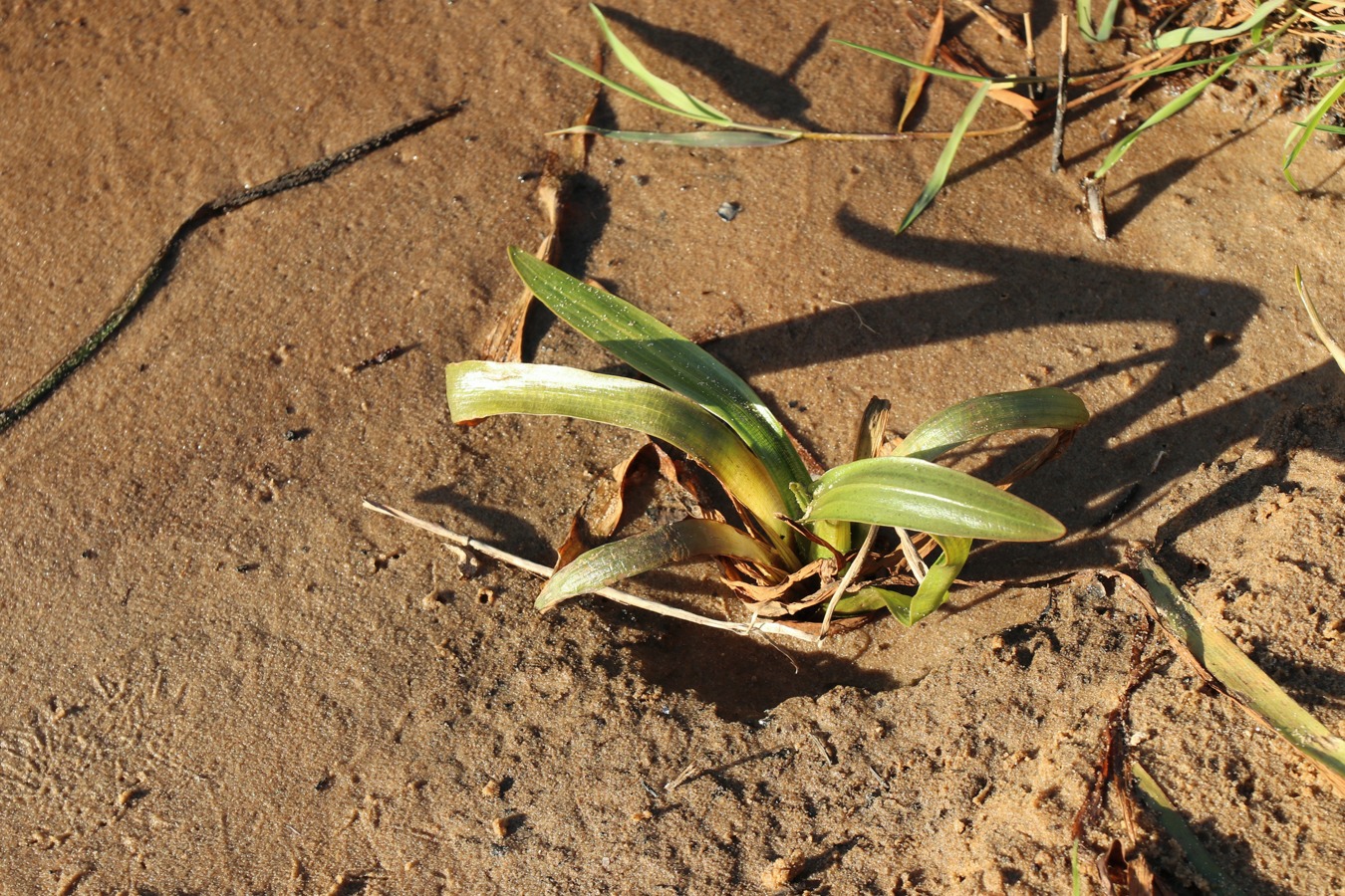 Image of Sagittaria sagittifolia specimen.