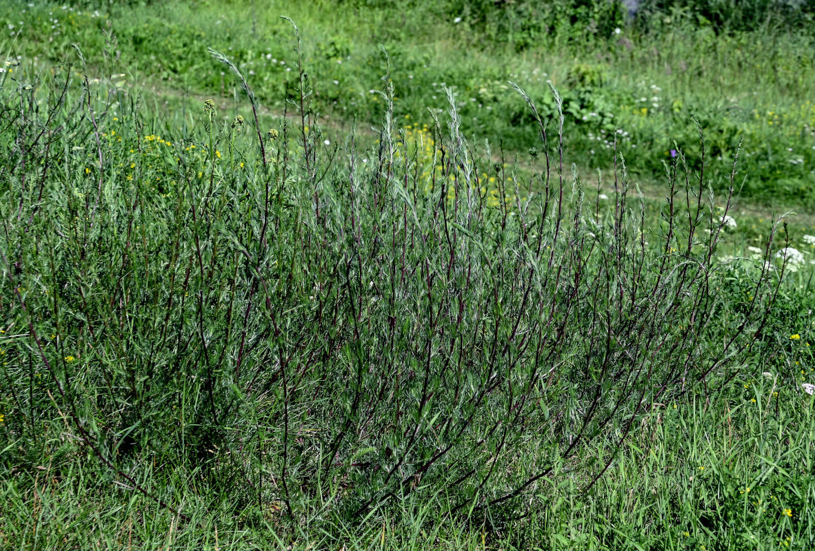 Image of Artemisia campestris specimen.