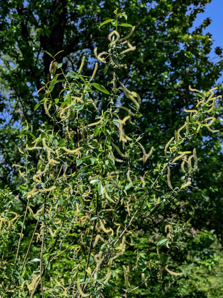 Image of Salix triandra specimen.