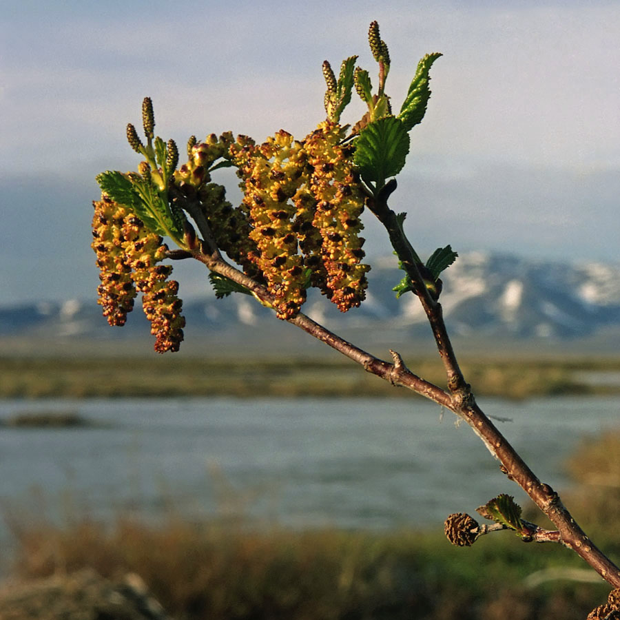 Image of Duschekia fruticosa specimen.