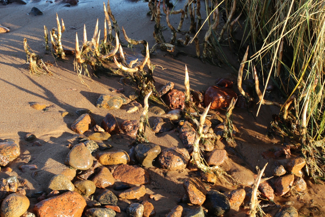 Image of Phragmites australis specimen.