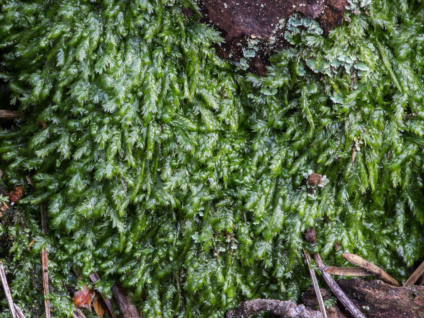 Изображение особи Plagiothecium laetum.