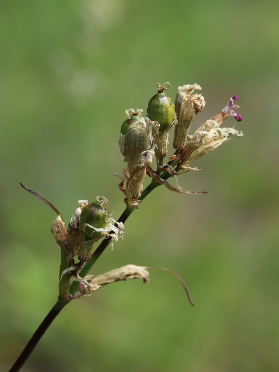 Image of Viscaria vulgaris specimen.