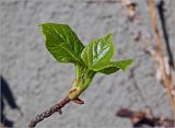 Hydrangea petiolaris