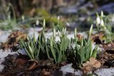 Galanthus plicatus. Зацветающие растения. Крым, Севастополь, окр. Балаклавы, смешанный лиственный лес. 09.02.2025.