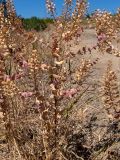 Lepidium perfoliatum. Часть плодоносящего растения. Крым, Южный Берег, городской округ Алушта, окр. с. Нижняя Кутузовка, возле грунтовой дороги. 02.06.2024.