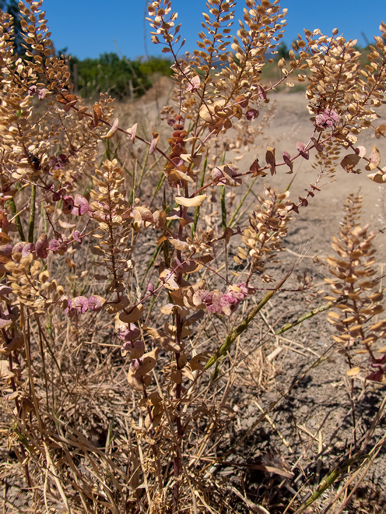 Изображение особи Lepidium perfoliatum.