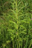 Senecio paludosus