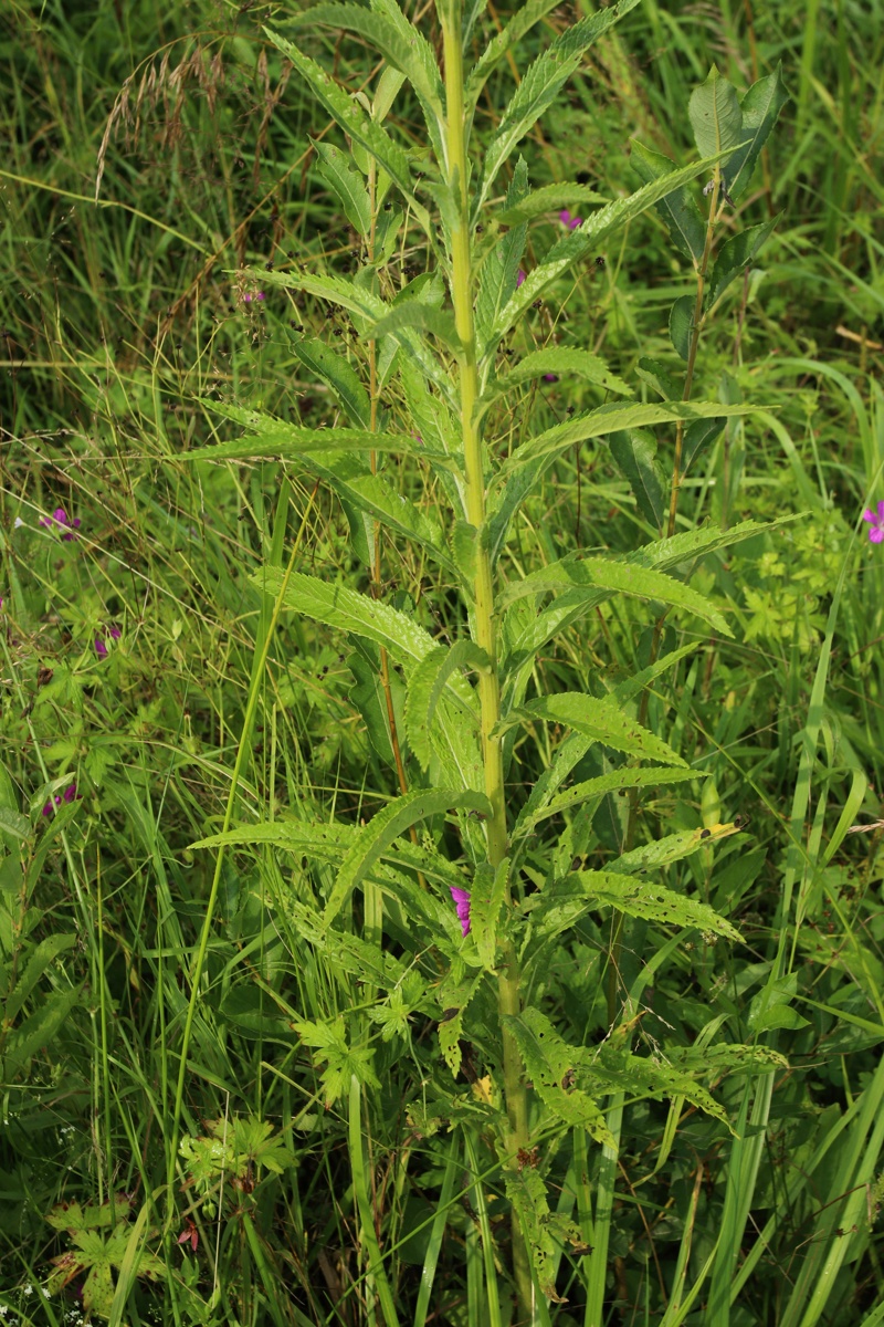 Изображение особи Senecio paludosus.