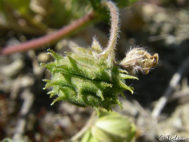 Image of Medicago rigidula specimen.