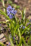 Scilla bifolia