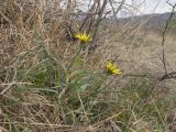 View full-size image Tragopogon brevirostris